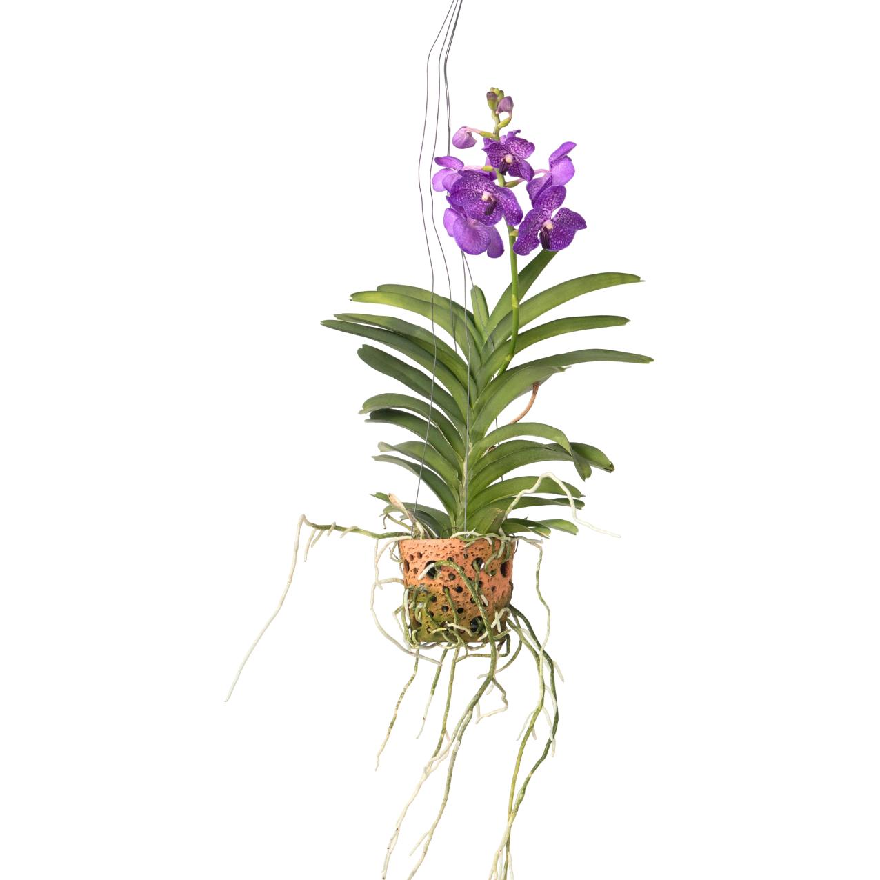 Thumbnail - Plant in a Box, Pflanzen, Vanda - Orchidee (50 cm)