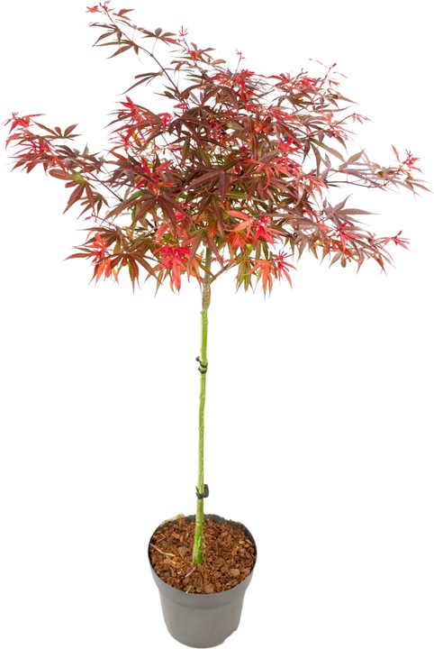 Actual product image Plant in a Box Acer palmatum 'Shaina' - Japanese maple (80 cm)