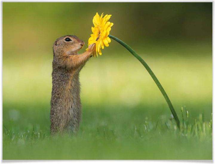 Image du produit Trenddeko van Duijn - Gopher tenant une fleur (60 x 50 cm)