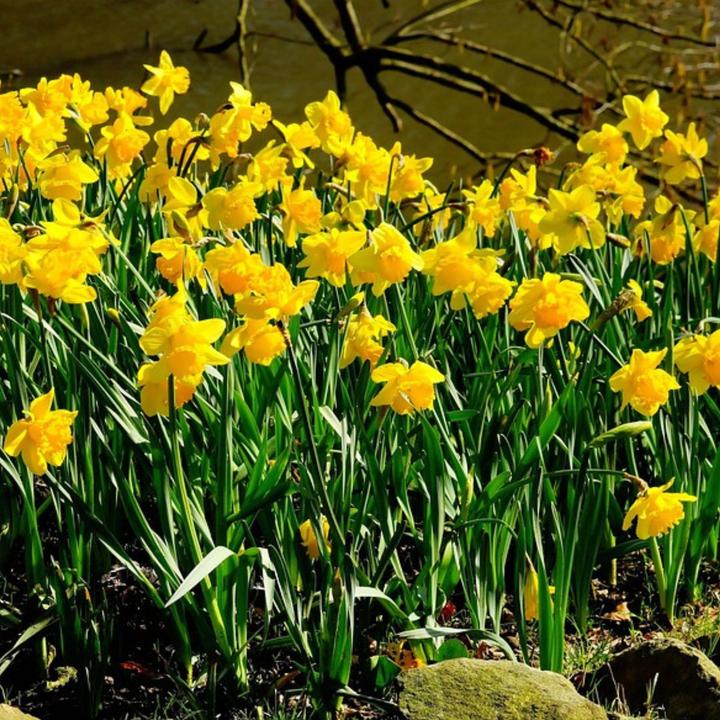 Produktbild Plant in a Box Narcissus Tête-à-Tête - 30er-Set Narzissenzwiebeln (10 cm)