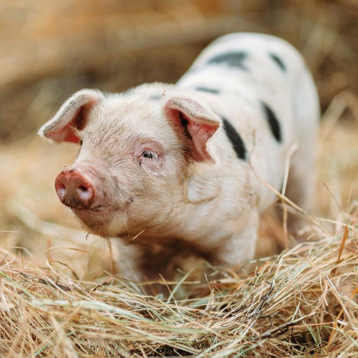 Produktbild Piggies/Schweinchen 2024