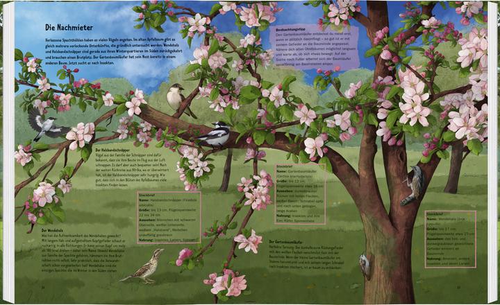 Immagine prodotto Wildes Leben in alten Bäumen (Tedesco, Ilka Sokolowski, Janine Czichy, 2025)