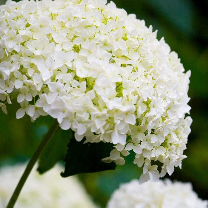 Actual product image Plant in a Box Hydrangea Strong Annabelle - Hydrangea (30 cm)