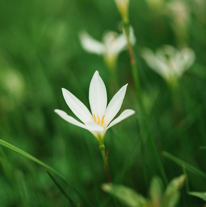 Actual product image Rollei Viltrox Objektiv | AF 56 mm Pro | F/1.2 | Sony E-Mount (Sony E, APS-C / DX)