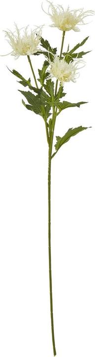 Cremefarbe