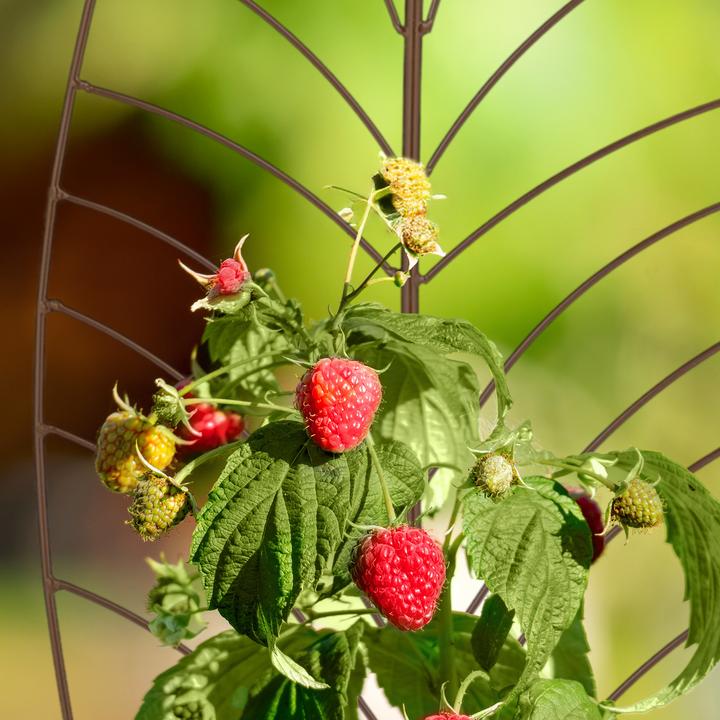 Immagine prodotto Relaxdays set di supporti per piante (1 cm, 32 cm)