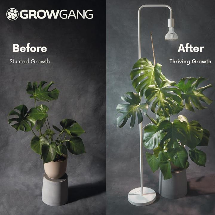 Immagine prodotto Grow Gang Vollspektrum LED Pflanzenlampe Pianta (LED)