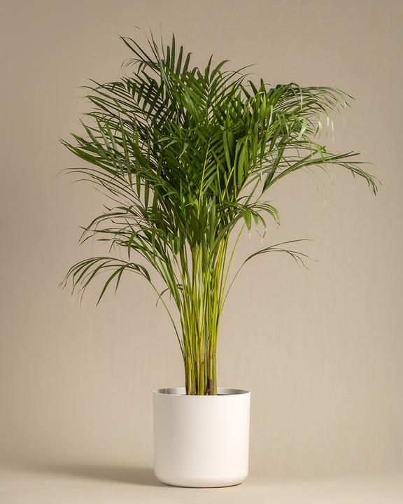 Actual product image feey Lumi (29.50 cm)