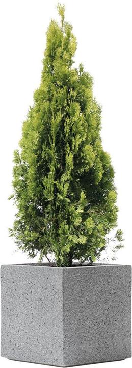 Immagine prodotto Kirschke Rockline (55 cm)