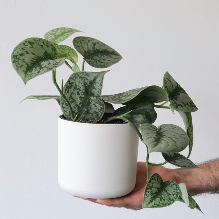 Produktbild Plant in a Box Philodendron Scandens Brasil, Epipremnum Trebi, Epipremnum Aureum - 3er-Set Efeutute (25 cm)