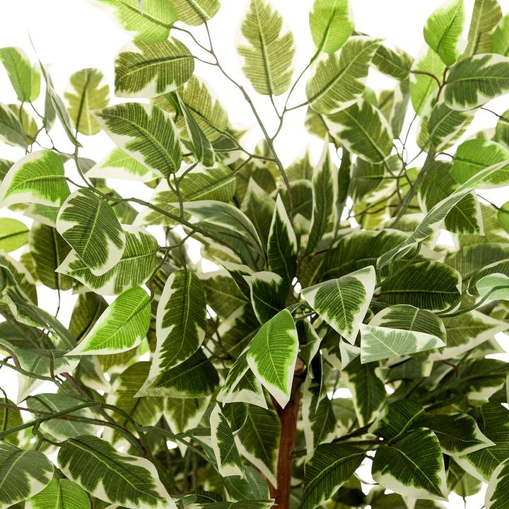 Actual product image Hjh Office Ficus (165 cm)
