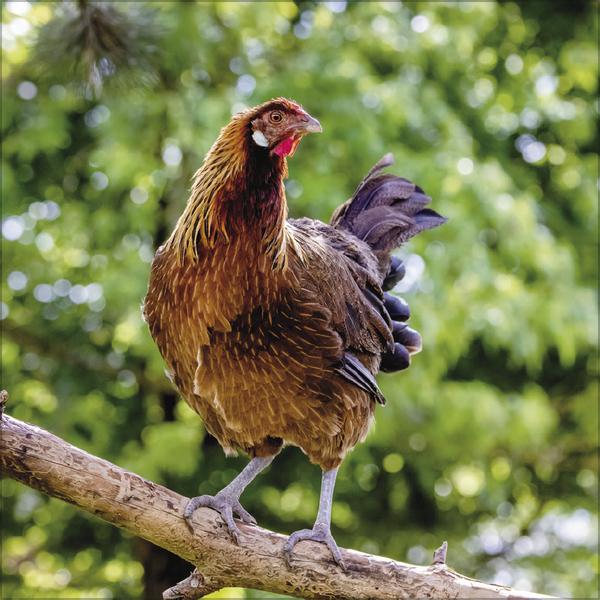 Produktbild Hhner 2026 (30 x 30 cm)