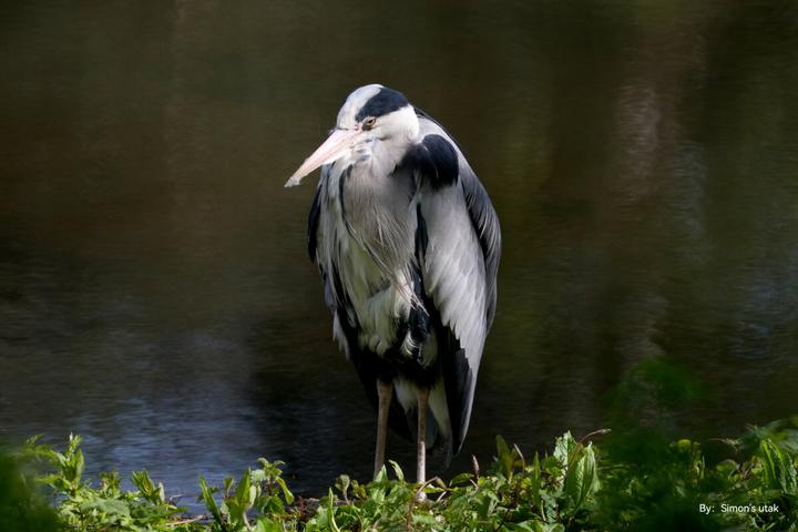 Immagine prodotto TTArtisan 250 mm f5,6 VF per M42 Mont nero / nero (M42, Full frame)