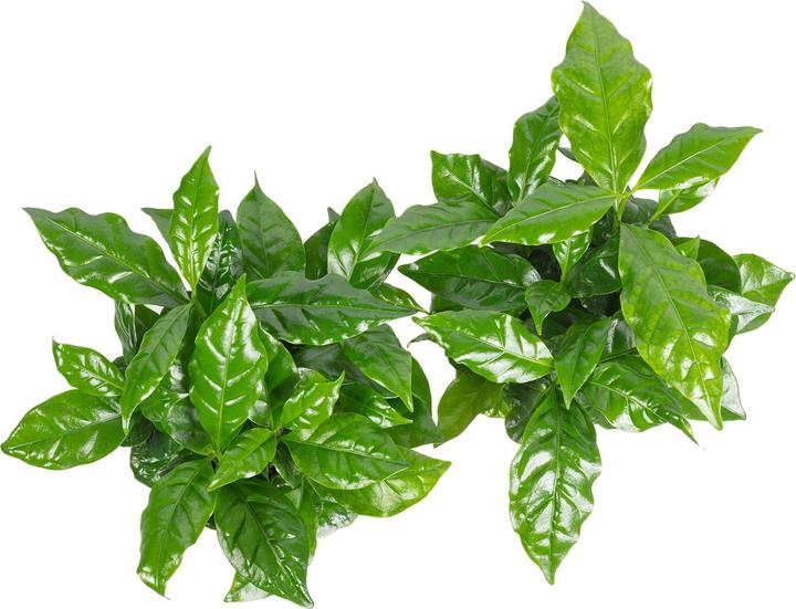 Produktbild Flowerbox 2er-Set Kaffeepflanze - Coffea Arabica (20 cm)