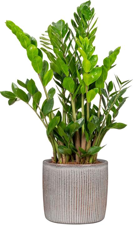 Produktbild Scheurich Solido Linea, Blumentopf aus Keramik, Farbe: Seashell, 21,2 cm Durchmesser, 19,3 cm hoch (21.20 cm)