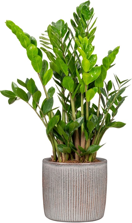 Immagine prodotto Scheurich Solido Linea, vaso da fiori in ceramica, colore: Seashell, diametro 21,2 cm, altezza 19,3 cm (21.20 cm)