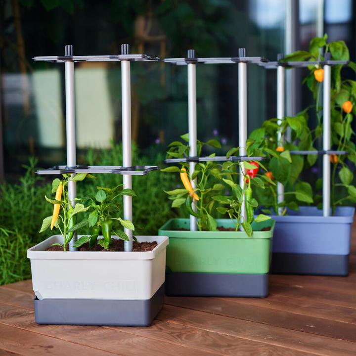 Produktbild Gusta Garden Charly Chili (27.50 cm)