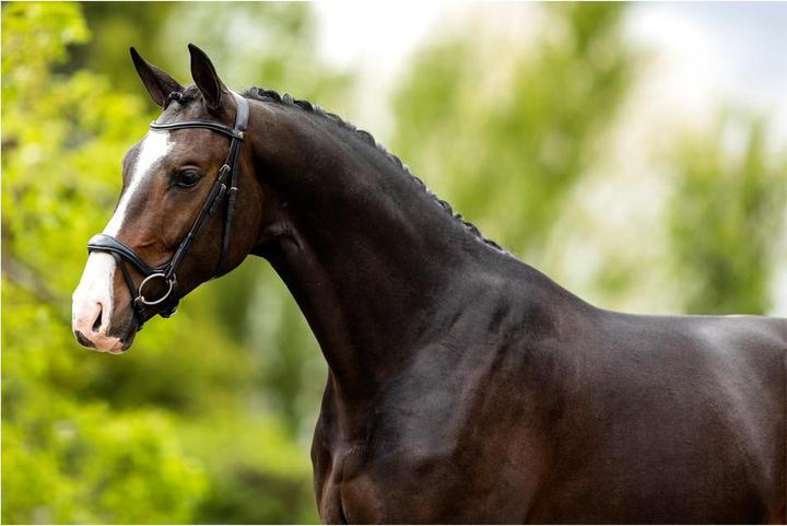 Actual product image BR Equestrian Equipment Longridge