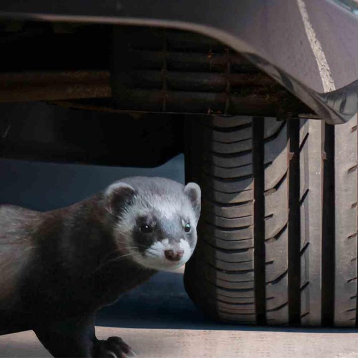 Produktbild Gardigo Marderabwehr