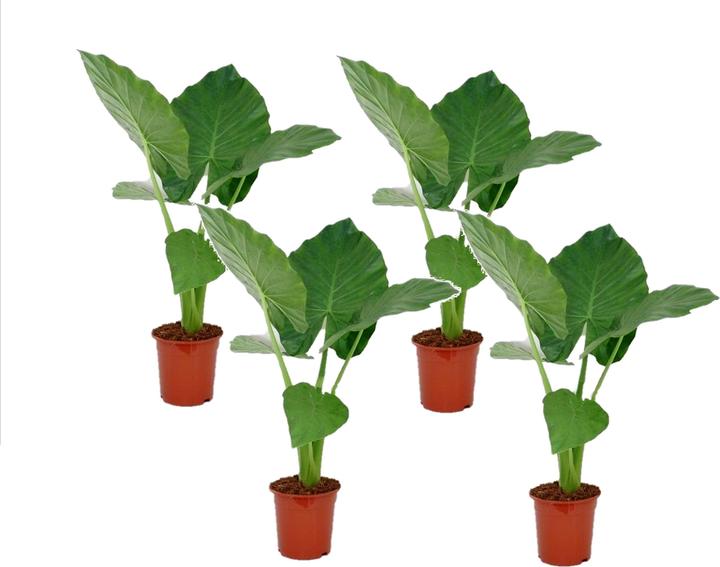 Actual product image Plant in a Box Alocasia macrorrhizos - Set of 4 Giant Ear (60 cm)