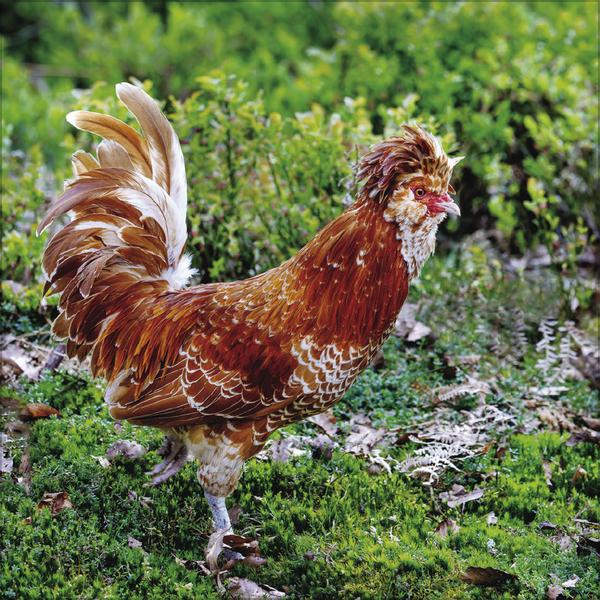 Produktbild Hhner 2026 (30 x 30 cm)