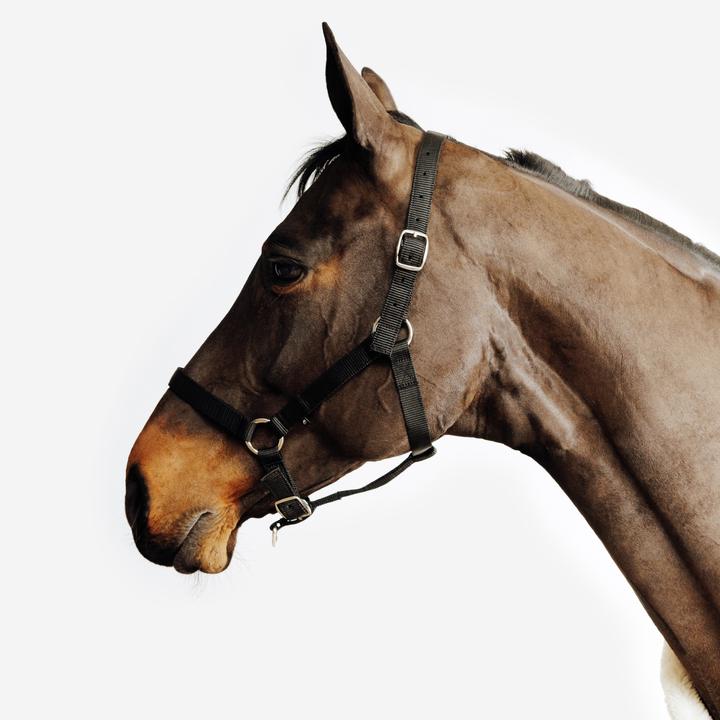 Fouganza Halfter Schooling schwarz