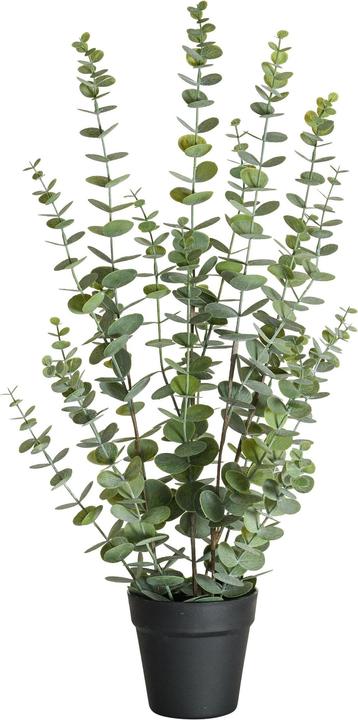 Immagine prodotto Botanic-Haus Eucalipto (76 cm)