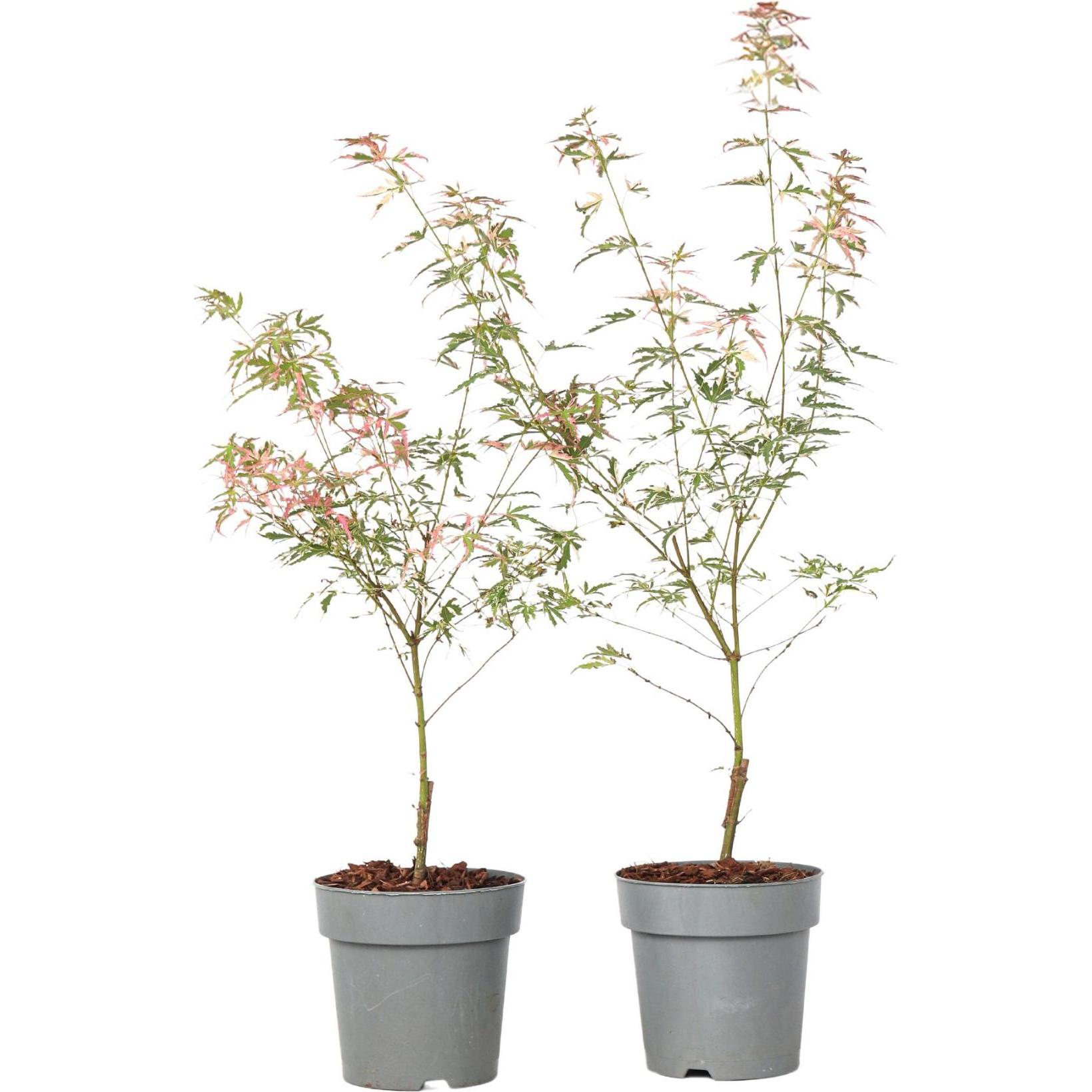 Plant in a Box, Pflanzen, Acer Palmatum 'Taylor' - 2er Set Ahornbäume (35 cm)