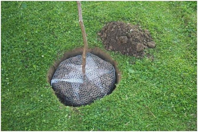 Actual product image Kerbl Vole basket