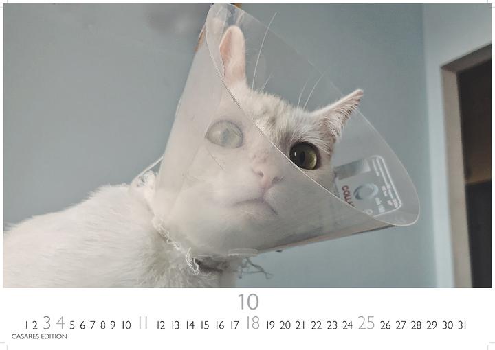 Immagine prodotto Funny Cats 2026 S 24x35cm (24 x 35 cm)