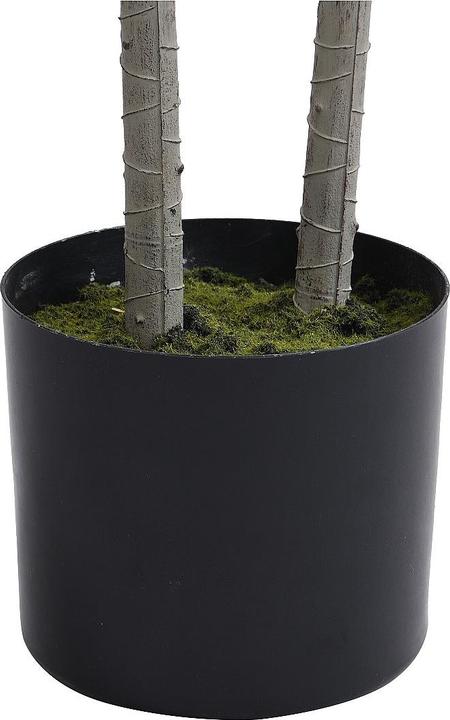 Immagine prodotto Ozaia Lya (150 cm)