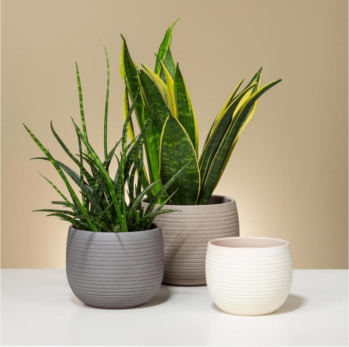 Produktbild Scheurich Taupe (24 cm)