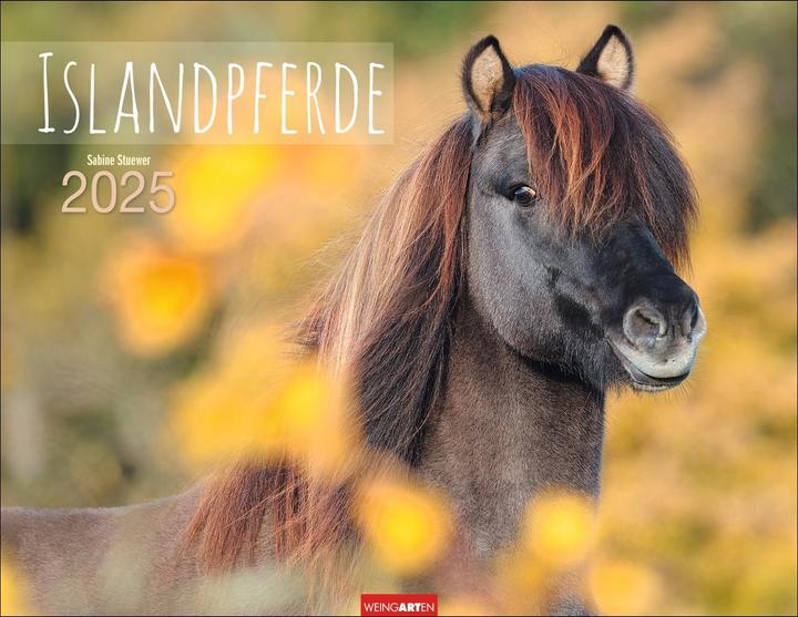 Produktbild Islandpferde Kalender 2025 (44 x 34 cm, Deutsch, Englisch)