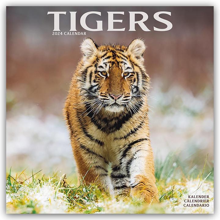 Tigers - Tiger 2024 - 16-Monatskalender (30.5 x 30.5 cm, Deutsch)