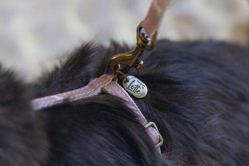 Produktbild Designed by Lotte Katzengeschirr Virante (L, Katze, Spazieren)