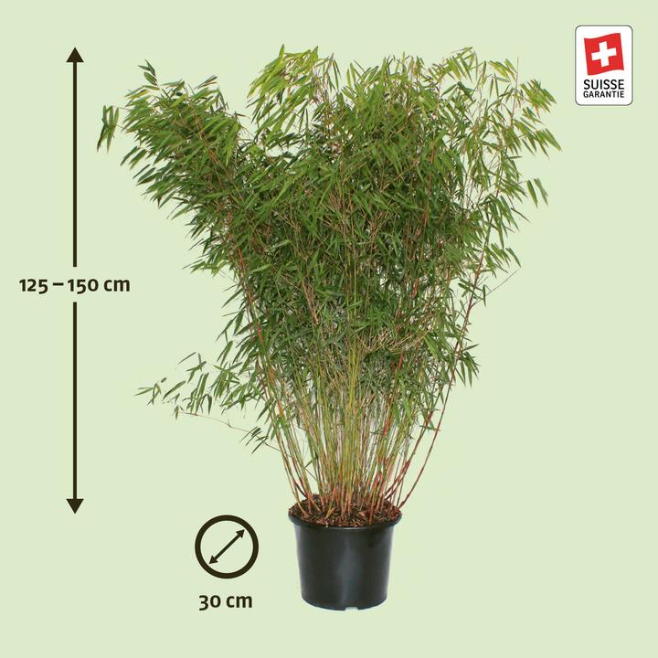 Produktbild Zulauf Garten-Bambus / Fargesia sca. 'Asian Wonder' (125 cm)