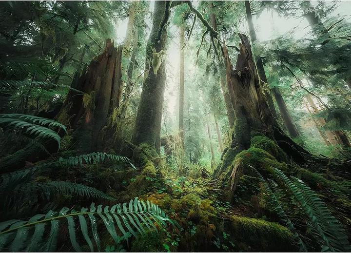 Image du produit Ravensburger En forêt (1000 pièces)