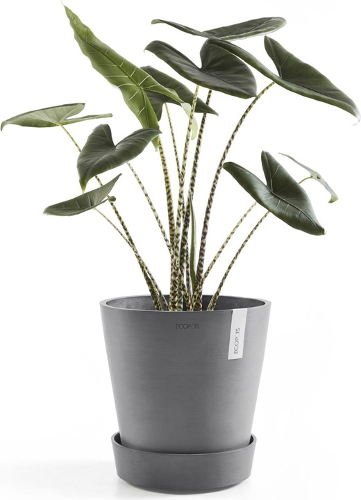 Actual product image Ecopots Saucer on Wheels