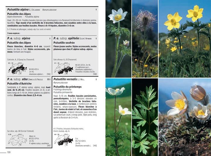 Image du produit Flora Helvetica - Flore illustrée de Suisse (Français, Andreas Gygax, Anne-Laure Maire, Ernest Gfeller, Gerhart Wagner, Konrad Lauber, 2024)