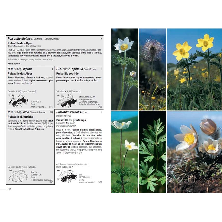 Thumbnail - Flora Helvetica - Flore illustrée de Suisse, Fachbücher von Konrad Lauber, Gerhart Wagner, Andreas Gygax