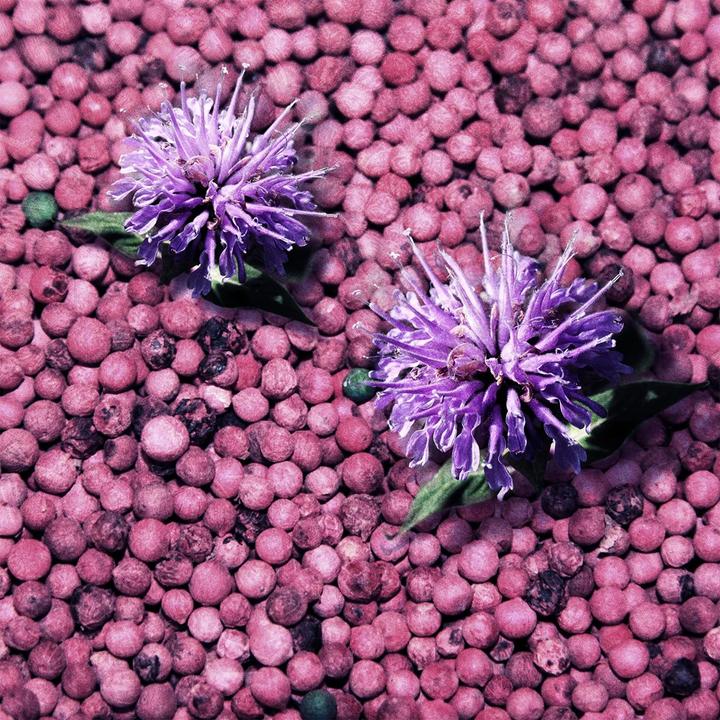 Productafbeelding AXE Wilde Verse DEO Bergamot & Roze peper 150ml (Spuit, 150 ml)