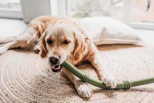 Immagine prodotto Beeztees Bastone Sumo Fit (Gioco da masticare per cani)