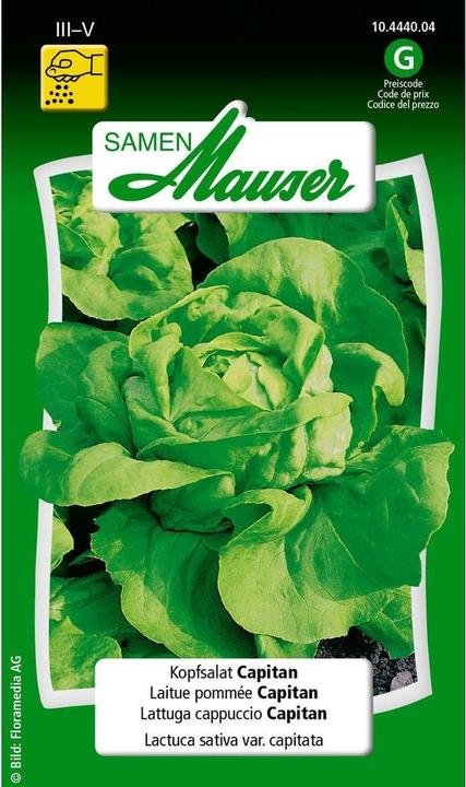 Samen Mauser Kopfsalat Capitan (Gemüsesamen)