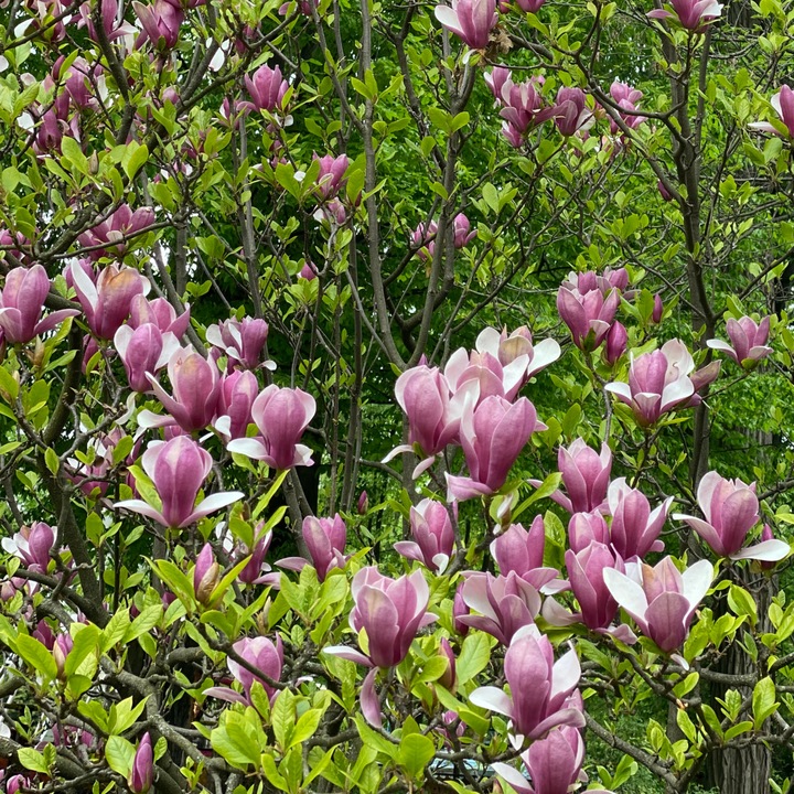 Immagine prodotto Plant in a Box Susan Magnolia - Set di 3 Magnolia (25 cm)