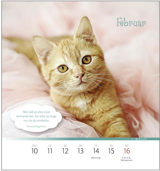 Produktbild Der himmlische Katzenkalender 2026