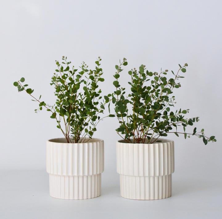 Produktbild Plant in a Box Eucalyptus Botanic Hearts P15 x2 - 2er Set Eukalyptus (35 cm)