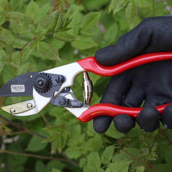 Productafbeelding Siena Garden Tuinscharen