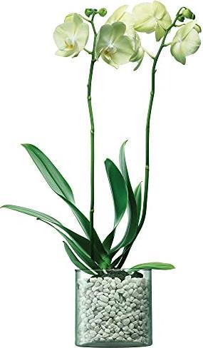 Image du produit LSA Canopy Pot de plantes H13.5cm recy. Aspect