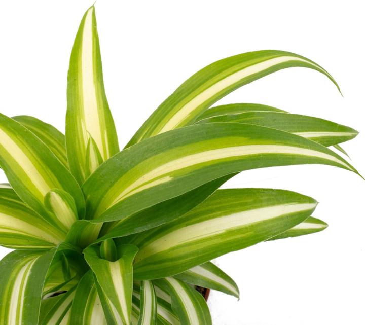 Produktbild Flowerbox Grünlilie - Chlorophytum Comosum Variegata (15 cm)