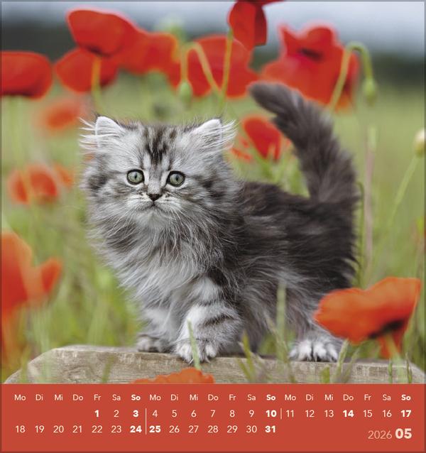 Produktbild Schmusekatzen 2026